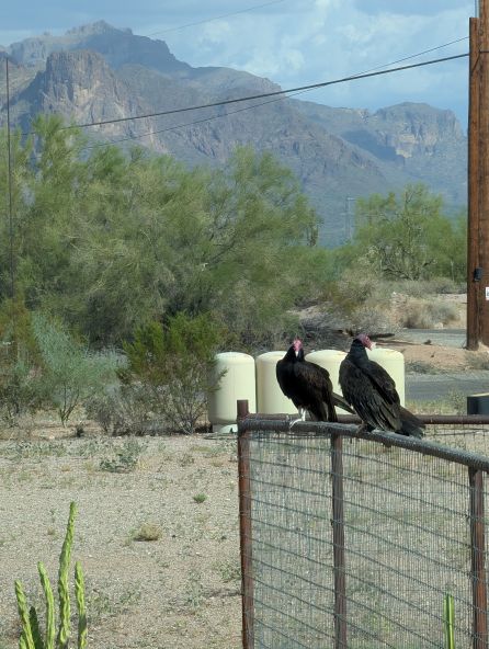 yard a birds.jpg